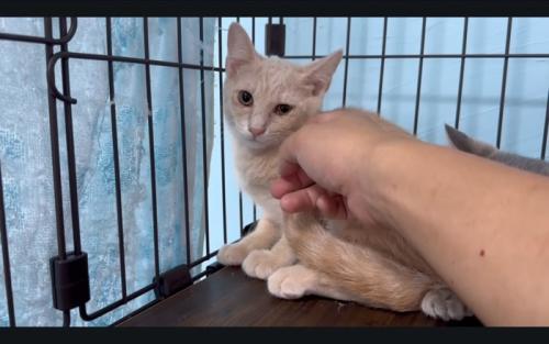 耐える猫