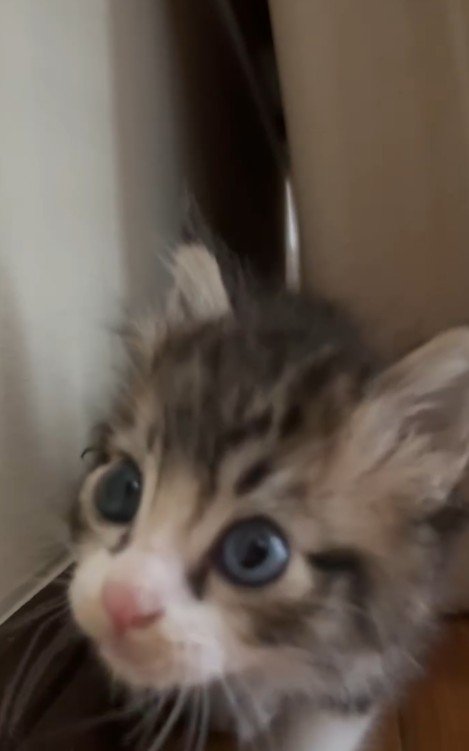 きょろきょろしている子猫