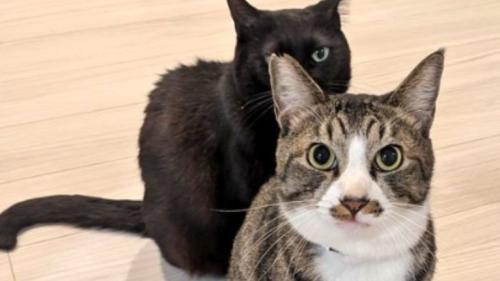 黒猫とキジ白猫のツーショット写真