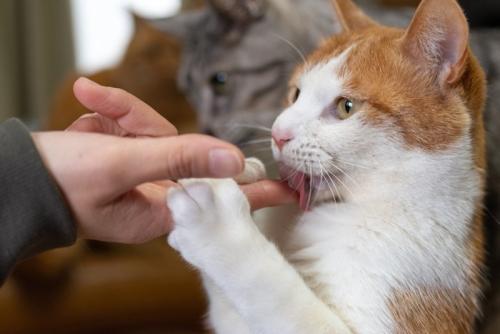 人の指を舐める猫 茶トラ白