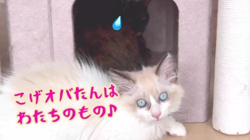 わたちのもの♪