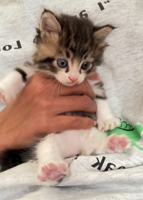 手で持たれている子猫