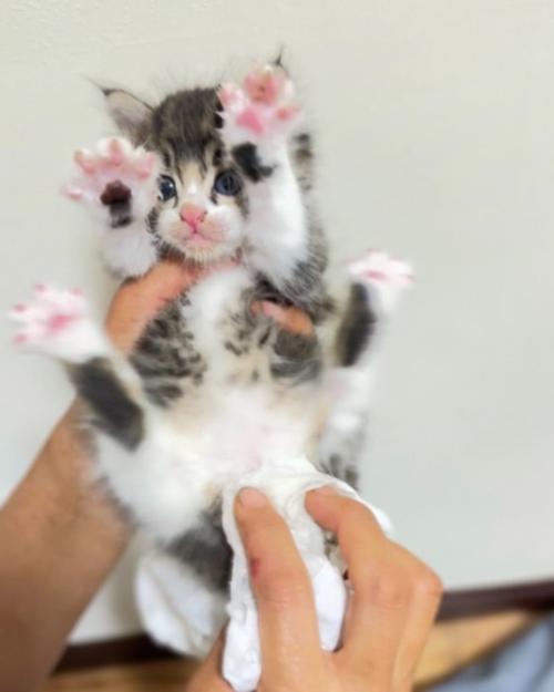 手足を広げている子猫