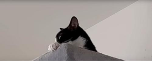 猫の様子