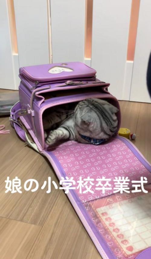ランドセルに入った猫