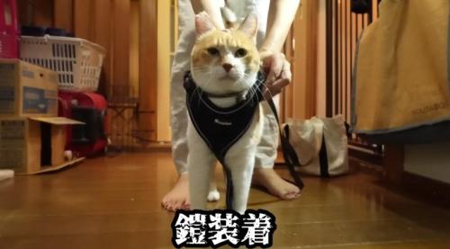 ハーネスをつける猫
