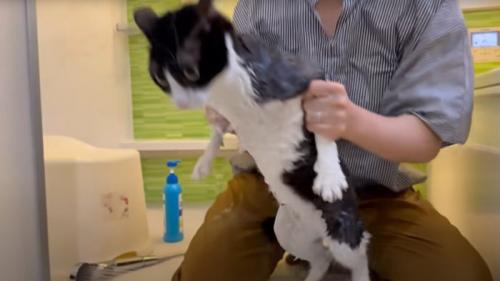 お風呂に入る猫