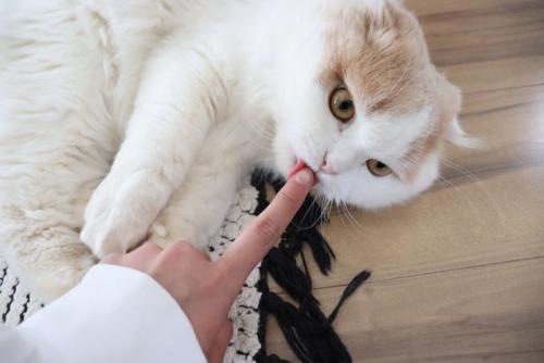 ペットの猫と飼い主のコミュニケーション