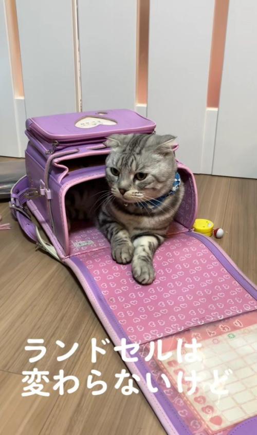 ランドセルに入った猫