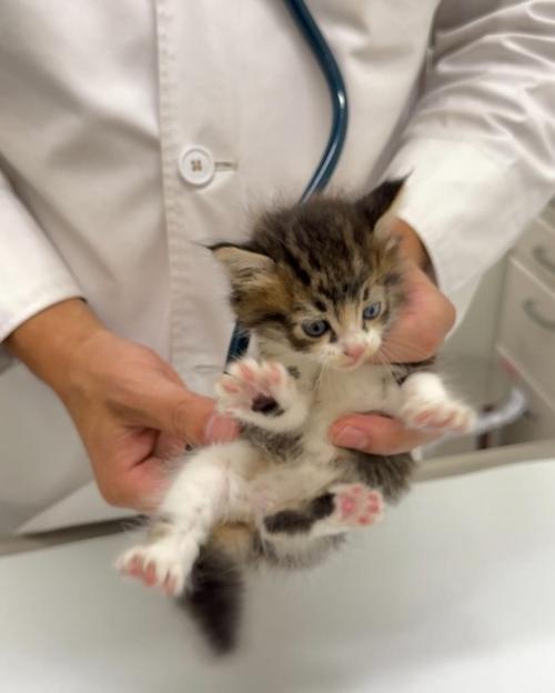 診察を受ける子猫