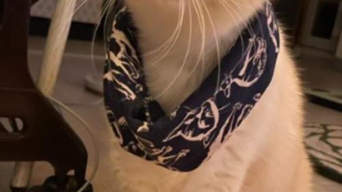 猫の首に巻かれた布