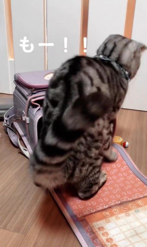 ランドセルに入れられる猫