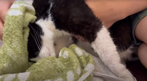 タオルで拭かれる猫
