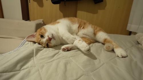 横になる猫