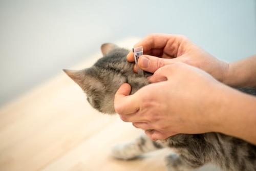 背中に駆虫薬をつけられる猫