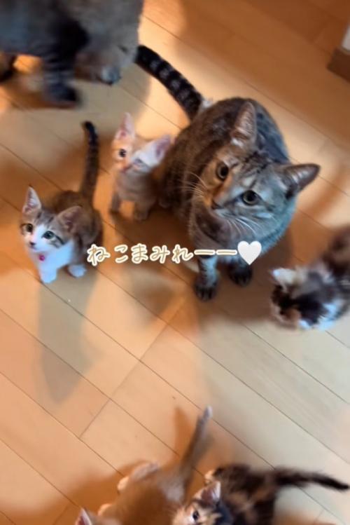 集まる猫たち