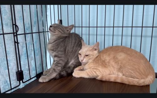 嫌そうな猫