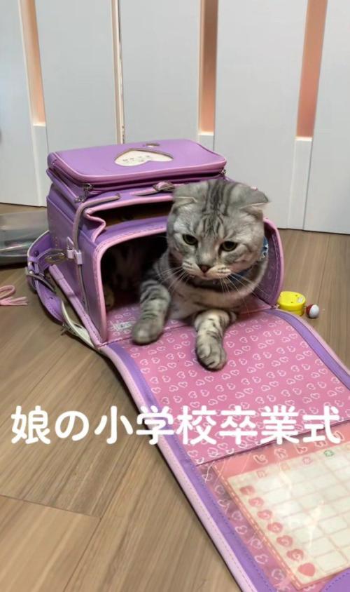 ランドセルに入った猫