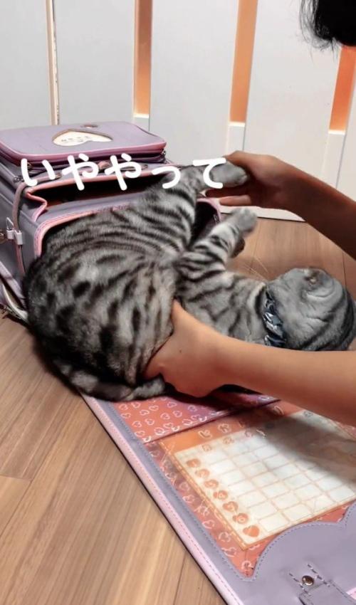 ランドセルに入れられる猫