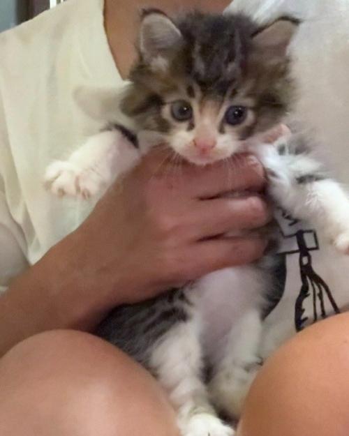 手で持たれている子猫