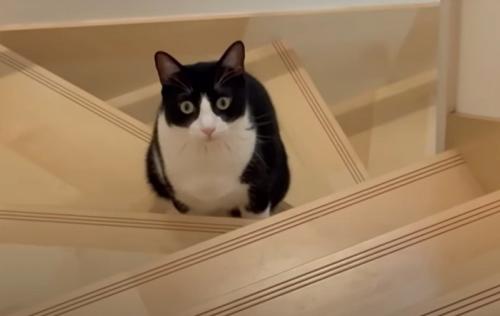 猫の様子