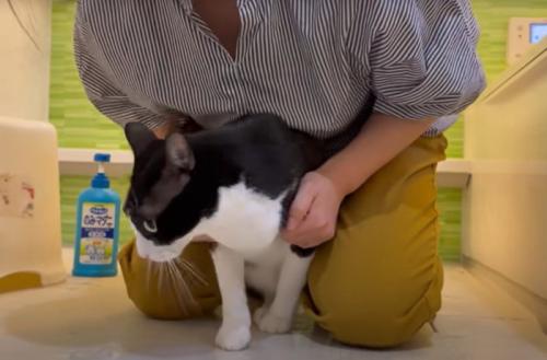 お風呂に入る猫