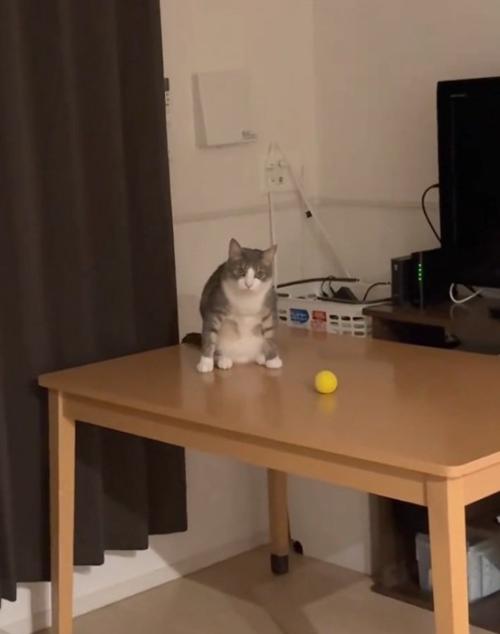 ボールの前に座る猫