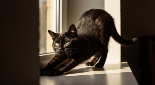 背中のストレッチをする黒猫