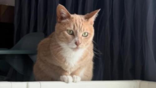 室内にいる猫