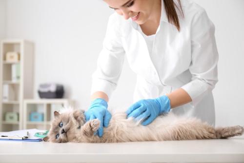 女性獣医師に診察される長毛猫