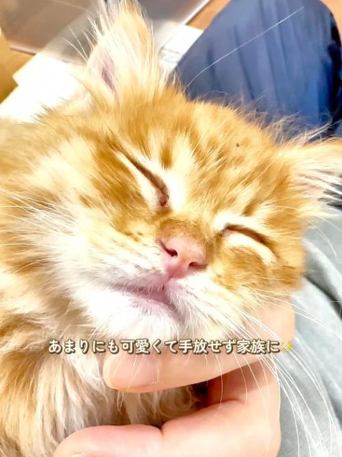 寝ている子猫