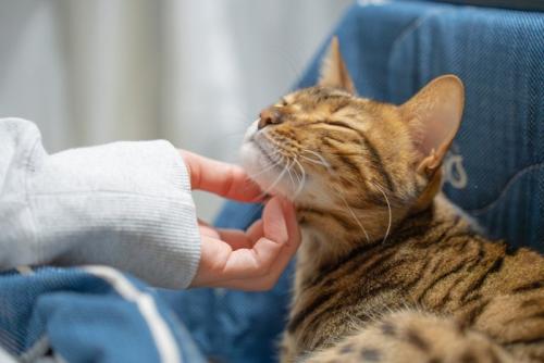 飼い主に撫でられて幸せそうなキジトラ猫