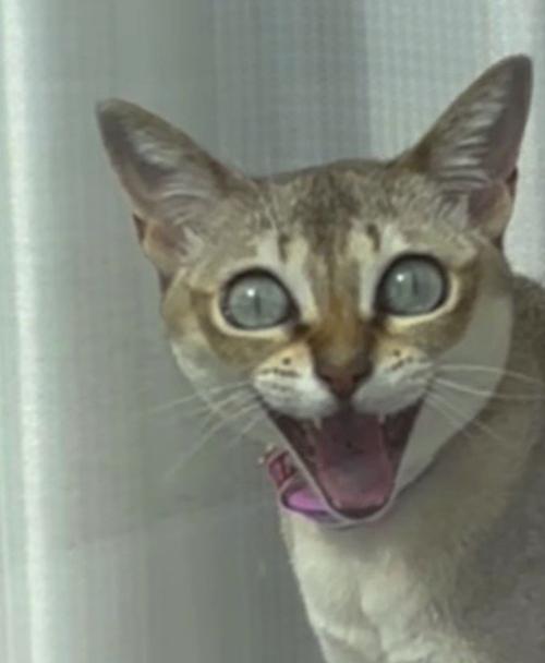 帰宅した飼い主を見て、大きな口を開けて目を見開く猫