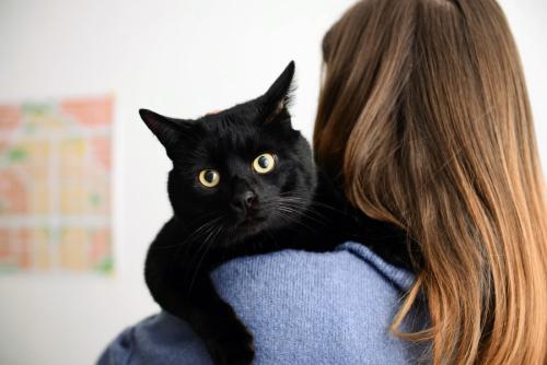 女性に抱かれる黒猫