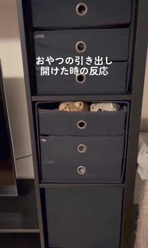 引き出しの中に入って画面左側を見つめる2匹の猫