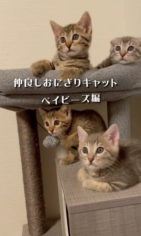 キャットタワーの上にいる4匹の子猫