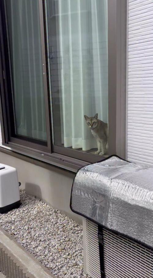 窓から外を眺める猫