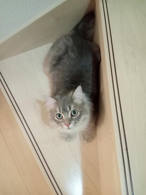 階段に座る猫