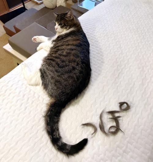猫のしっぽと抜け毛で作られた文字