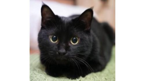 室内にいる猫