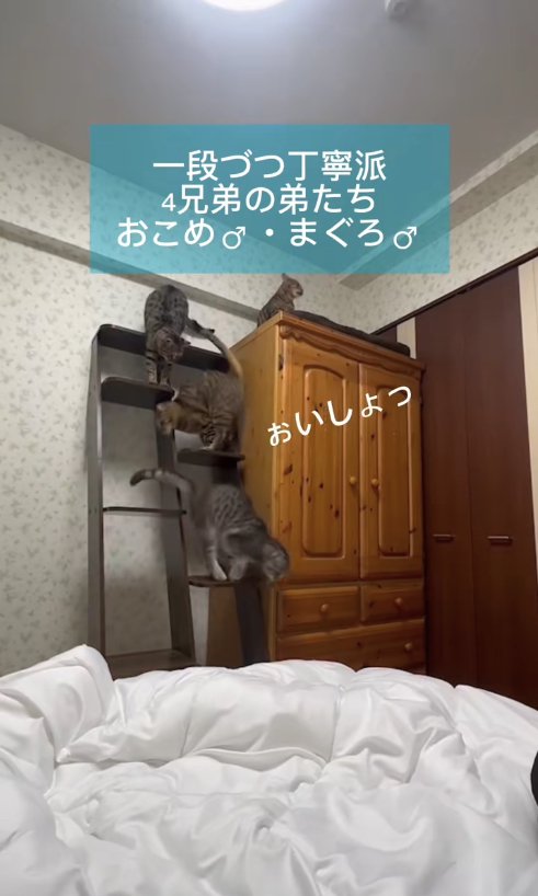 タンスの上から踏み台を使って降りてくる猫たち