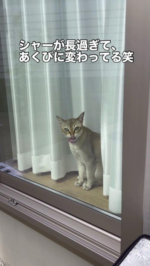 口を舌で舐める猫