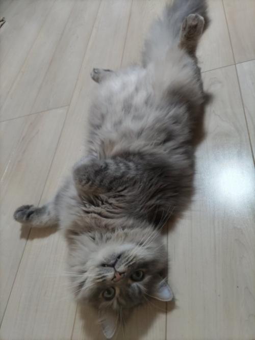 仰向けの猫