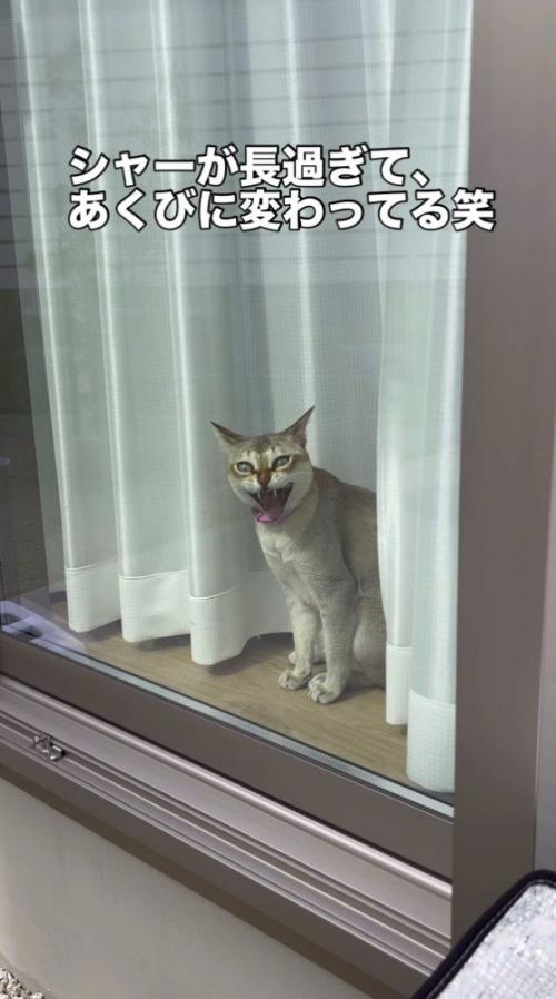 飼い主を見てあくびをする猫