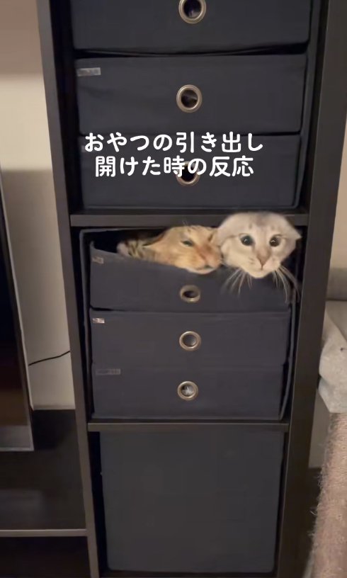 引き出しの中から頭だけ出している寄り目の2匹の猫