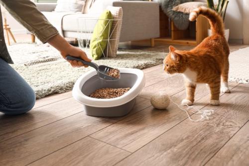 トイレ掃除を見つめる猫