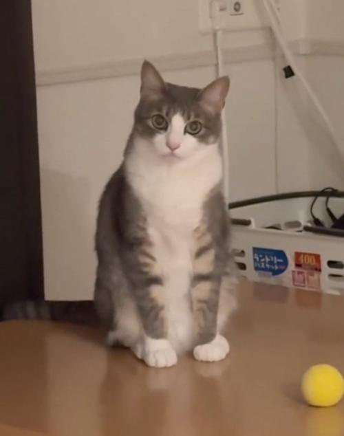 すまし顔をする猫