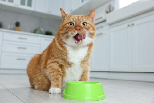 ご飯を食べた猫