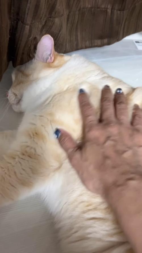 起こされる猫