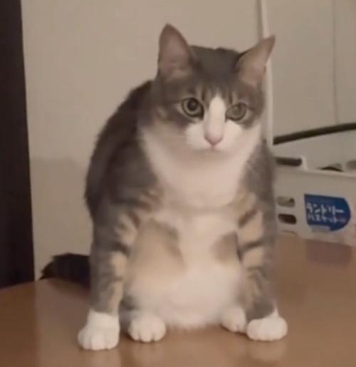 謎のポーズで座る猫